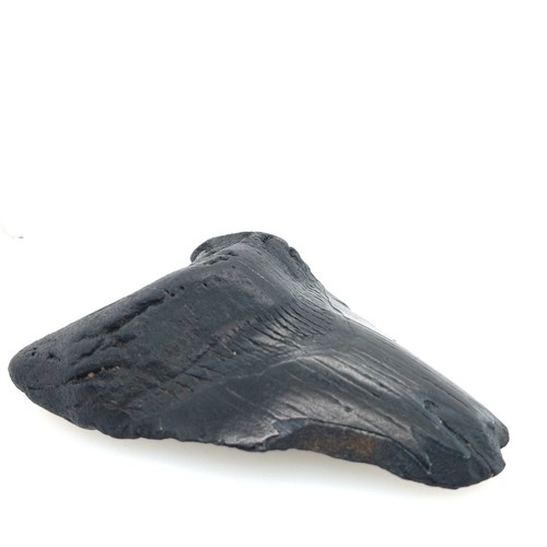 Massiver fossiler haizahn - fossiler,