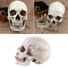 Menschlicher Schädel Skelett Kopf 1:1 Realistische Replik Prop Modell Harz
