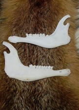 Ziege Schaf Gebiss Zähne