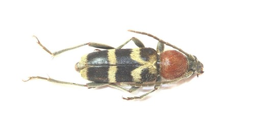 Coleoptera cerambycidae - coleoptera,,