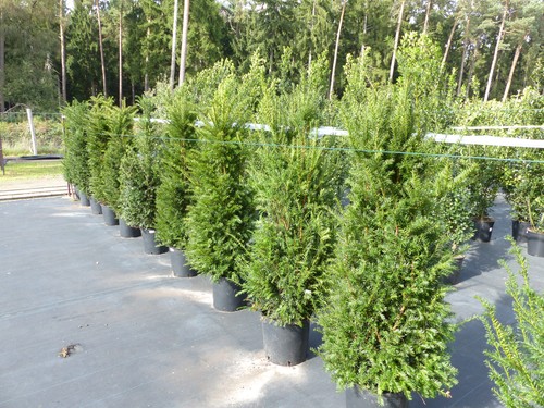 Taxus baccata pyramide eibe - baccata,