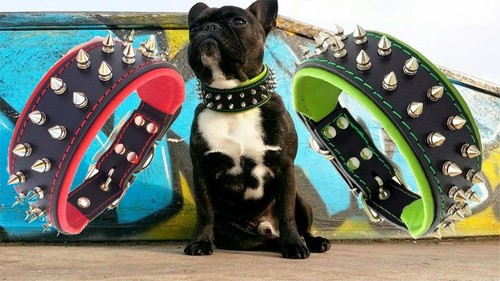 Frenchie halsband spitznieten - halsband,