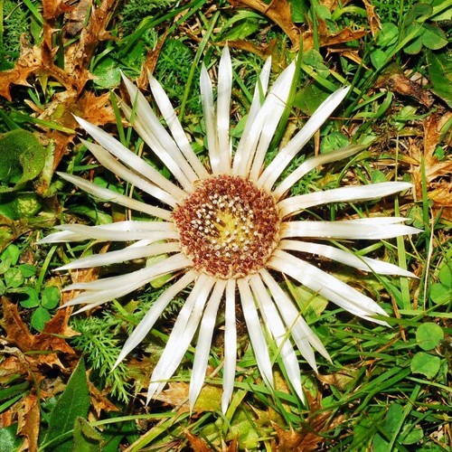 Silberdistel samen - silberdistel, 20