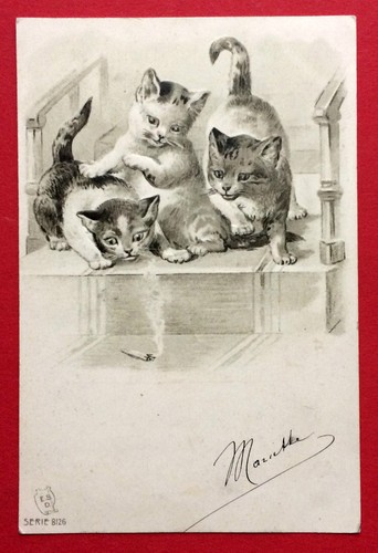 Prägedruck katze 1906 - ak,
