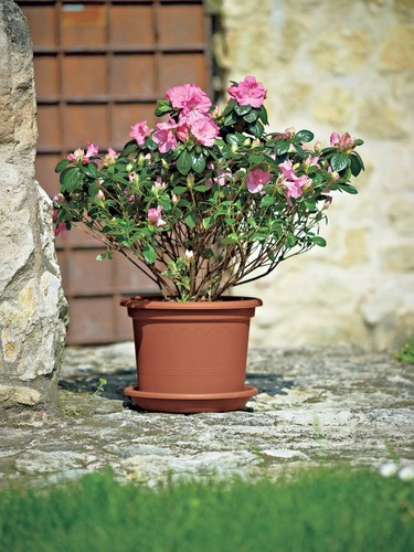Blumentopf ø rund - 50,