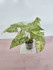 heavenly HOYA Alocasia