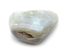 versteinerte Muschel