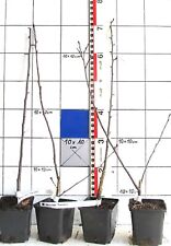 Malus X hybr. "Prairiefire"
