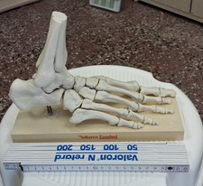 anatomisches Modell des