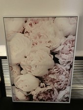 Leinwand Bild Pfingstrosen