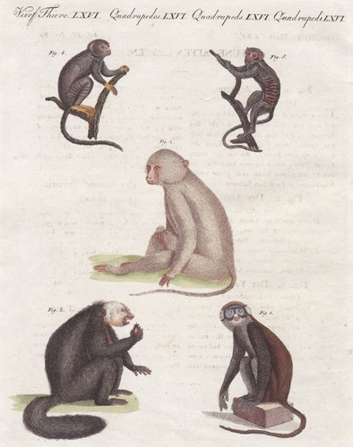 Affen monkeys tamarin - affen,