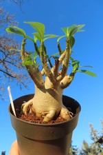 Adenium obesum Wüstenrose Caudex verzweigt Baobab Nr 157