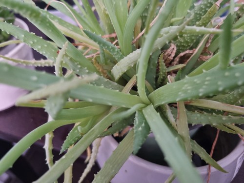 Echte aloe vera - echte,