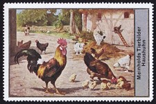 Meinholds Tierbilder