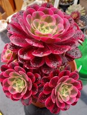 Sukkulente Aeonium Medusa
