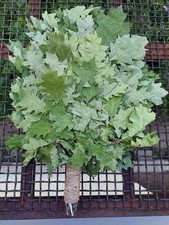 12st Saunabesen Kanadische Eiche Eichenzweig+Kräuter Großer bio 2025 kostenlose