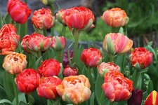 20  Gefüllte Tulpenzwiebeln