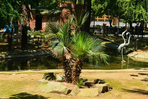 Samen palmetto palme sabal - samen,