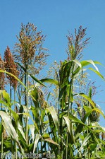 Elefantengras 5000 Samen - Sorghum Nigricans