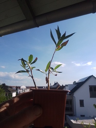 Silberweide aus steckling - aus,