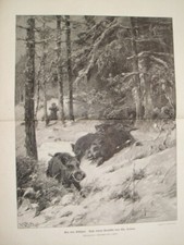 018 Kröner Jäger Wildschweine Jagd Großbild 38x50 cm Druck 1899