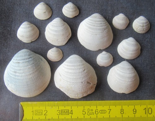 Sammlung muschel glycymeris - muschel,