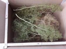 Seemoos/ Meerschaum für