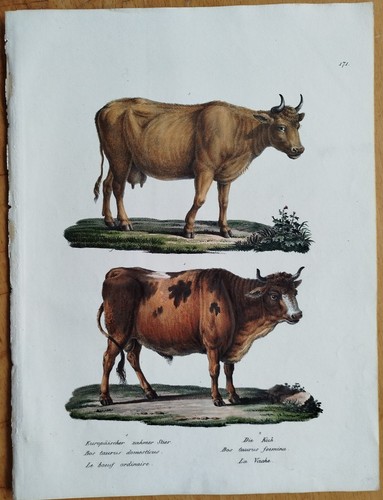 Stier kuh schinz brodtmann - #, schinz/brodtmann