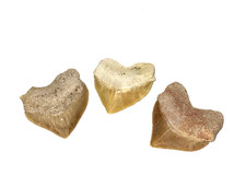 ✦ 1x Echter 1–3 cm Corax