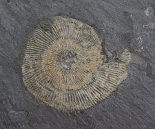 Ammonit, Dactylioceras commune, Jura, Toarc, Holzmaden, Deutschland -L508