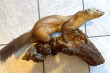 Steinmarder Tierpräparat