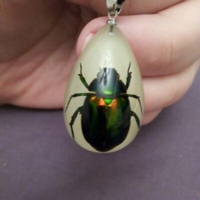 Grün schillernder Skarabäus