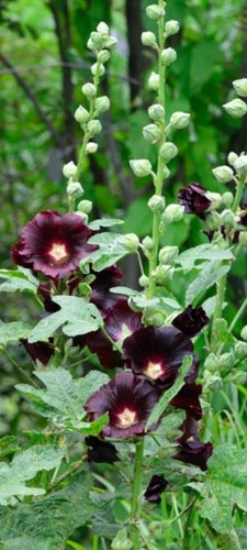 Gartenpflanze stockrose - gartenpflanze,