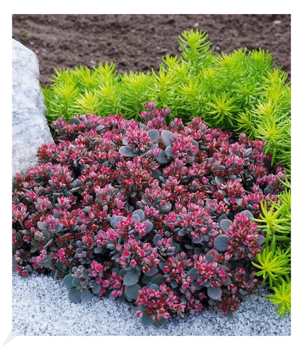Sedum sun sparkler - sedum, "sedoro