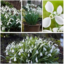 Schneeglöckchen Zwiebeln - Galanthus - 50 stück - Weiß - Blumenzwiebeln