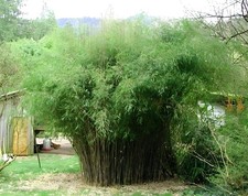 1 x Fargesia nitida 'Great