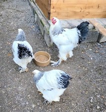 Brahma Weiss Columbia BRUTEIER