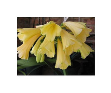1x Clivia Caulescens Interspecific yellow Blumen Pflanzen - Samen / Bulbs B1984