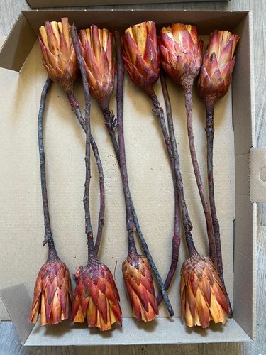 Protea repens rosen rot - rosen,