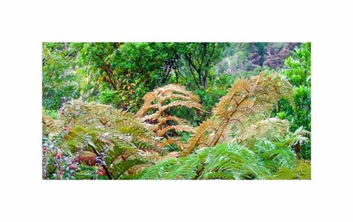20x dicksonia berteroana - 20x,