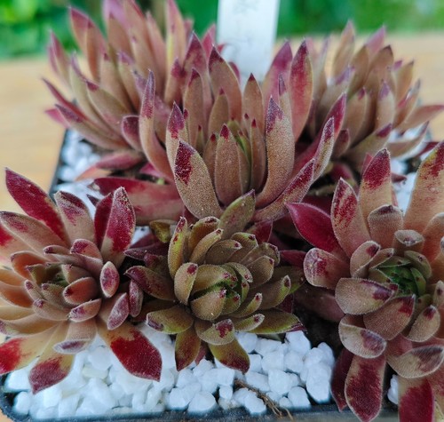 Sempervivum devils touch - "devils, touch"