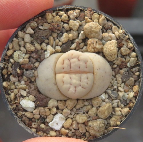 Lithops ruschiorum v - 1x,