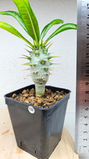 Pachypodium ambongense