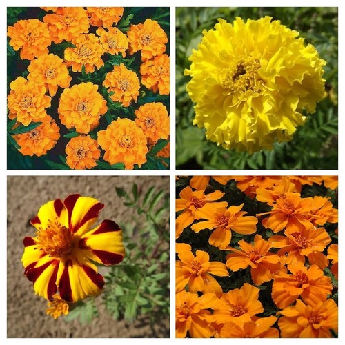 Studentenblume sortiment - studentenblume,