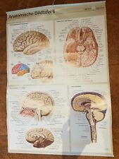Anatomische Bildtafel II Cerebrum  Geigy Service ** sehr guter Zustand **