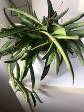 Hoya wayettii  grosse Pflanze