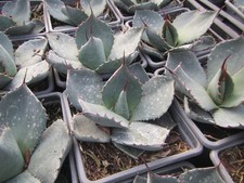 Agave parryi var - truncata,