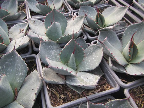 Agave parryi var - truncata,
