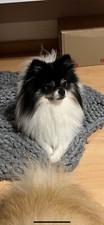 Pomeranian deckrüde kein - deckrüde, (kein