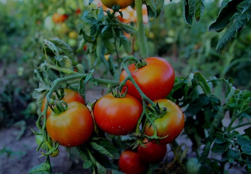 Tomatensamen buschtomate - tomatensamen,